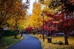 色彩斑斓的深秋—(续)