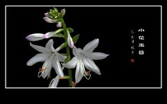 纯净漂亮的小花玉簪