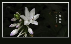 纯净漂亮的小花玉簪