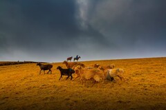 新疆喀拉峻草原 5