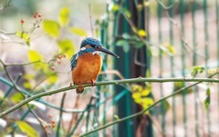 小翠鸟（二十九）
