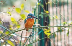小翠鸟（二十九）