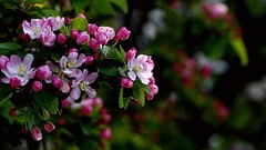 小区里的海棠