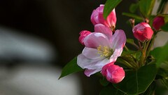 小区里的海棠