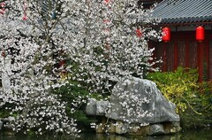 樱园连逢阴雨天