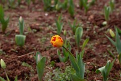 植物园拍郁金香 12