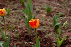 植物园拍郁金香 12