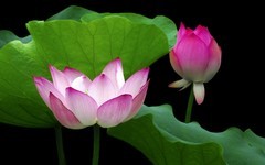 [26183] 荔湾湖的荷花（4）