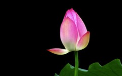 [26183] 荔湾湖的荷花（4）