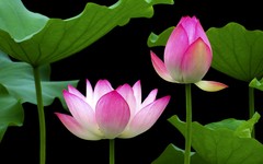 [26183] 荔湾湖的荷花（4）