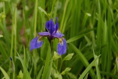 紫色鸢尾花