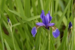 紫色鸢尾花