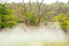 国家植物园水杉林雾化喷泉之一