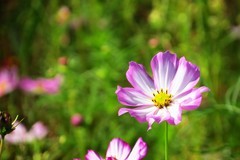 路边的小花在秋风中依然绽放(sx50hs)