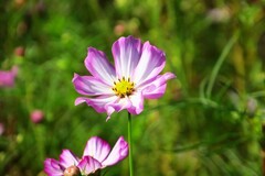 路边的小花在秋风中依然绽放(sx50hs)