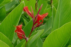 美人蕉（续）