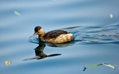 冬日——明湖杂拍 （二）