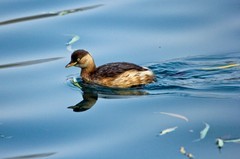 冬日——明湖杂拍 （二）