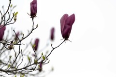 庐州印象（634）