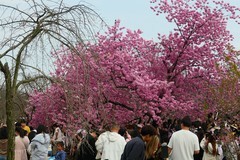 东湖樱花园（三）