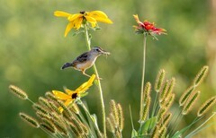 棕扇苇莺（五十二）