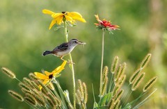 棕扇苇莺（五十二）