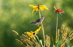 棕扇苇莺（五十二）