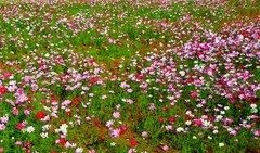 1205【不老松：二游海南纪实】临高长島兰湾：格桑花与蜜蜂!