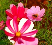 1205【不老松：二游海南纪实】临高长島兰湾：格桑花与蜜蜂!