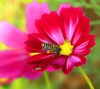 1205【不老松：二游海南纪实】临高长島兰湾：格桑花与蜜蜂!