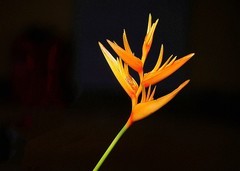 1206【不老松：二游海南纪实】临高长島兰湾：鶴望兰！