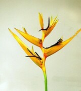 1206【不老松：二游海南纪实】临高长島兰湾：鶴望兰！