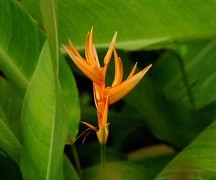 1206【不老松：二游海南纪实】临高长島兰湾：鶴望兰！