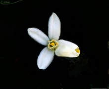 1207【不老松：二游海南纪实】临高长島兰湾：橘子!