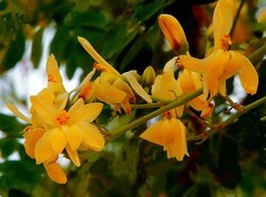 1207【不老松：二游海南纪实】临高长島兰湾：橘子!