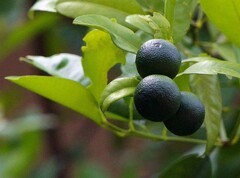 1207【不老松：二游海南纪实】临高长島兰湾：橘子!