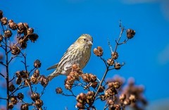 小黄雀（二十四）