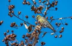 小黄雀（二十四）