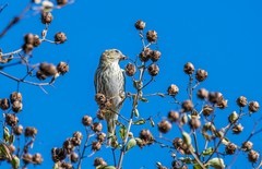 小黄雀（二十四）