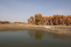 塔里木河胡扬林--145