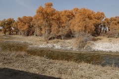 塔里木河胡扬林--145