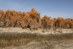 塔里木河胡扬林--145