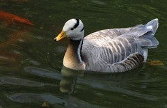 终于上来了《重新启用老机器SX10长焦机》当年最火的相机，一放就是20年再展宏图哈哈