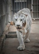 终于上来了《重新启用老机器SX10长焦机》当年最火的相机，一放就是20年再展宏图哈哈