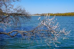 2026年第0215贴 - 颐和园西堤桃花纪实（0324）