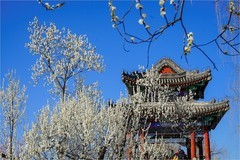 2026年第0215贴 - 颐和园西堤桃花纪实（0324）