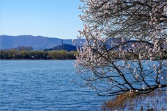 2026年第0215贴 - 颐和园西堤桃花纪实（0324）