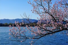 2026年第0216贴 - 颐和园西堤桃花纪实（0324）