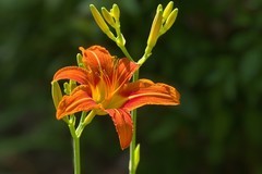 2026105 萱草花