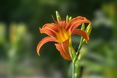 2026105 萱草花